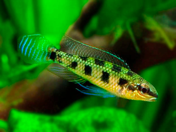 American Cichlids