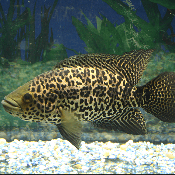 Jaguar on sale cichlid care