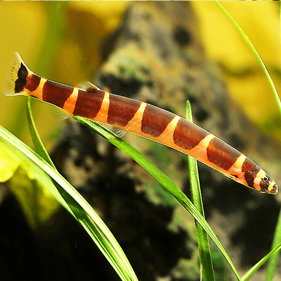 Loach fish best sale for sale