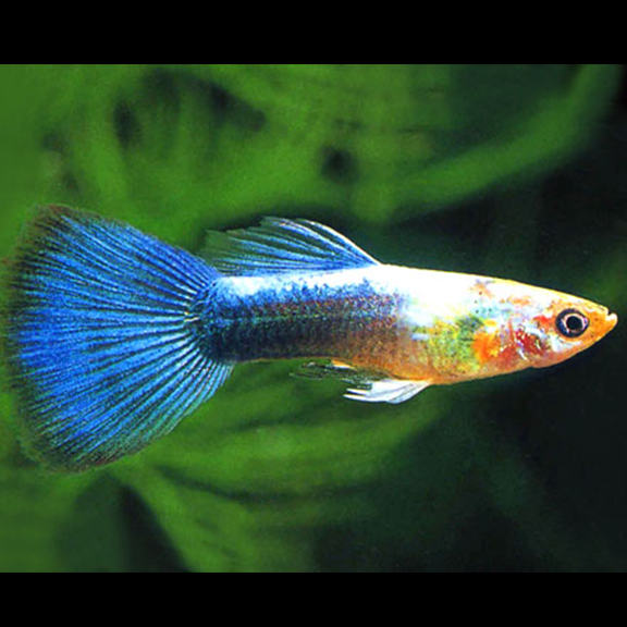 Blue neon online guppy