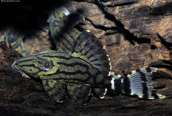 Dull Eye Royal Pleco (L191)