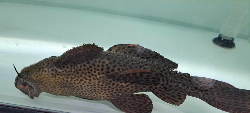 Spiny Monster Pleco (L096)