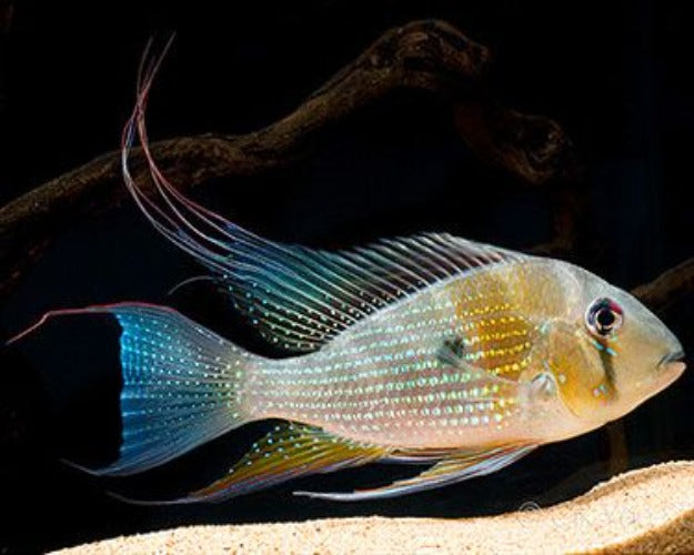 Threadfin Acara