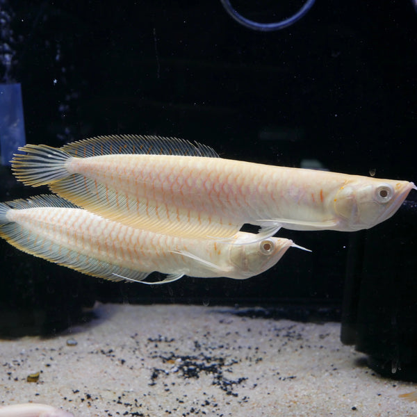 Albino Silver Arowana