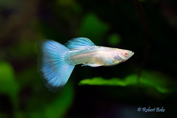 Albino Japan Blue Guppy (Trio)