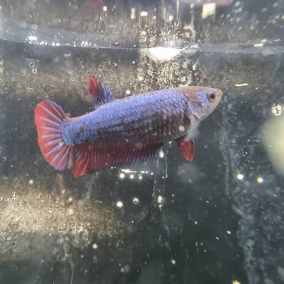 Koi Plakat Female Betta