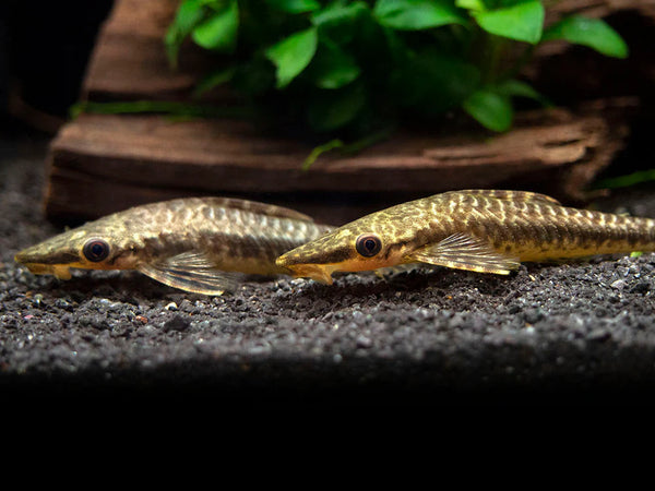 Giant Otocinclus