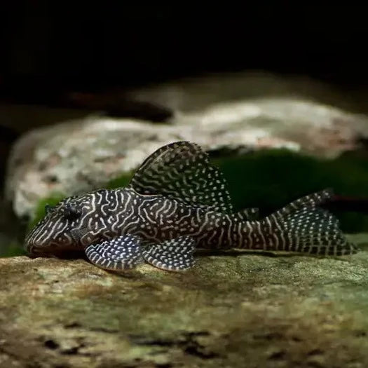 Queen Arabesque Pleco (L260) 3cm