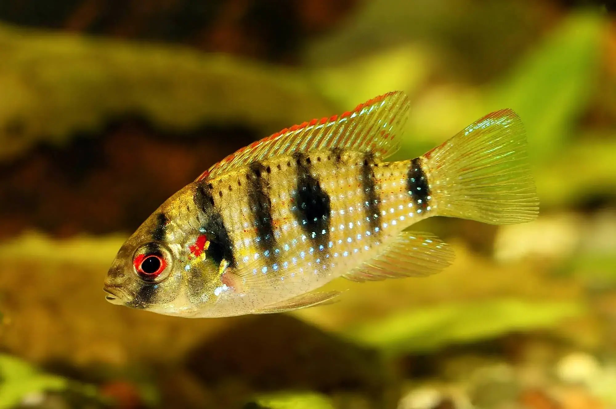 African Butterfly Cichlid