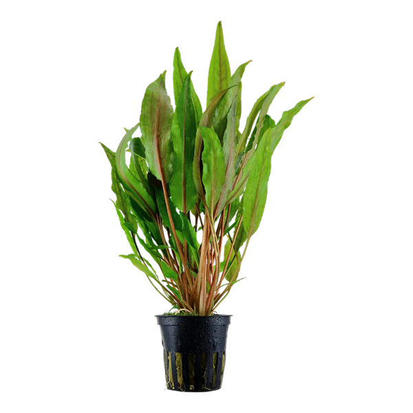 Cryptocoryne Undulata (Broadleaf)