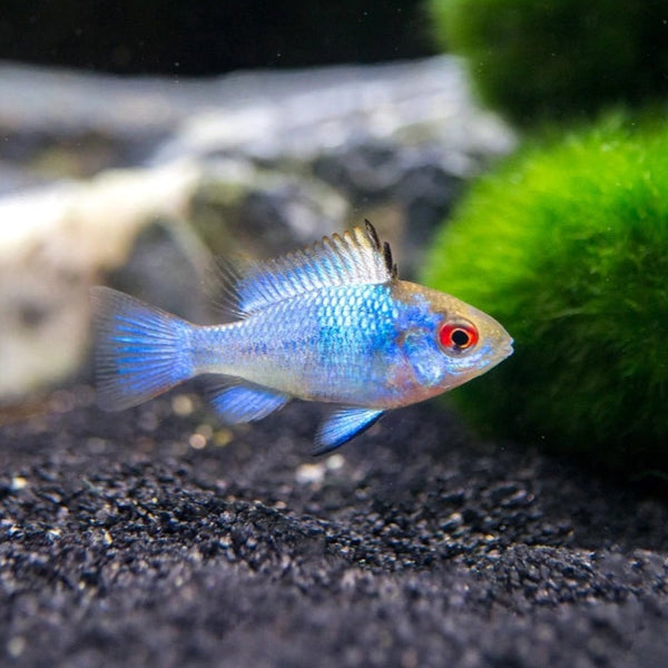 Electric Blue Ram - Fishly