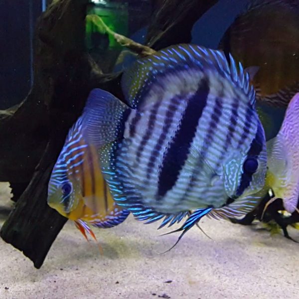 Blue Heckel Discus (Wild Caught)