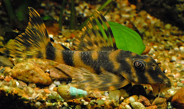 Candy Striped Pleco (L015)