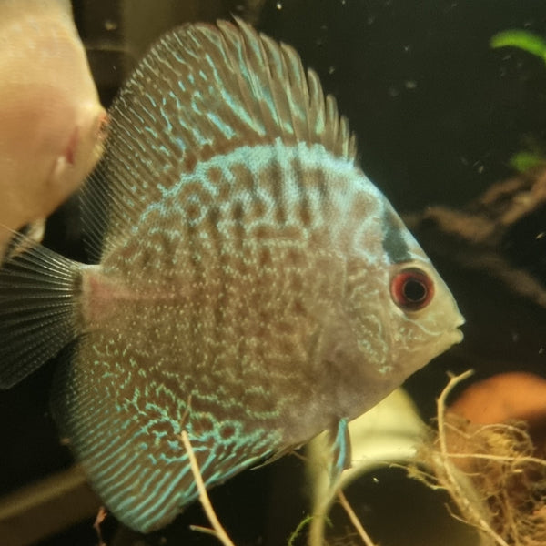 Blue Snakeskin Discus - Fishly