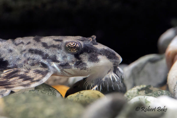 Marbled Whiptail