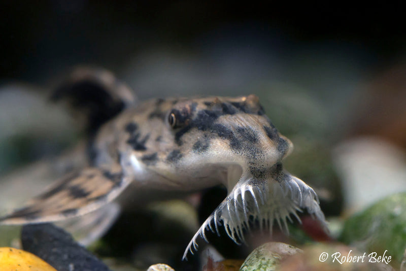 Marbled Whiptail