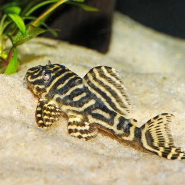 Colombian Zebra Pleco (L129) - Fishly