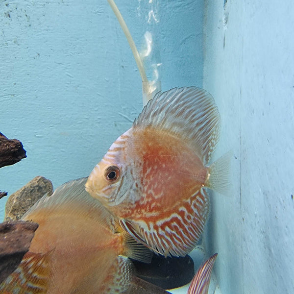 Royal Discus