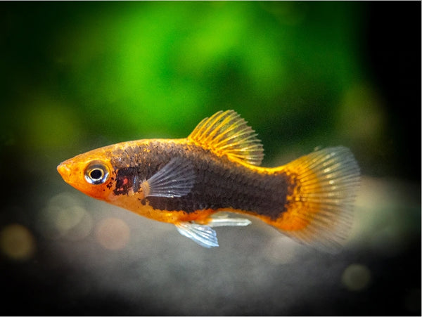 Black & Yellow Platy - Fishly