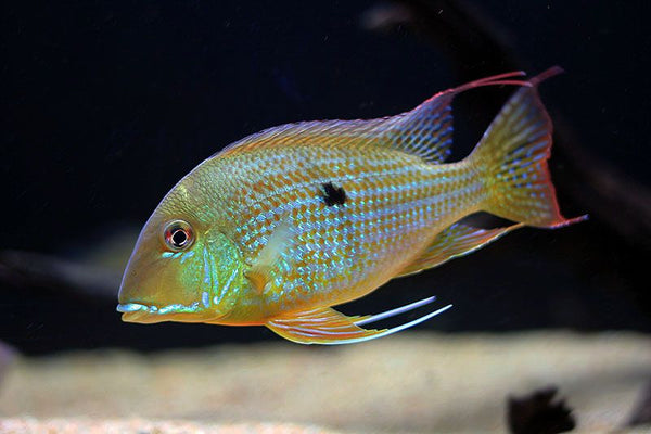 Geophagus care best sale