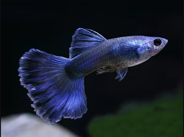 Blue Moscow Guppy (Trio) - Fishly