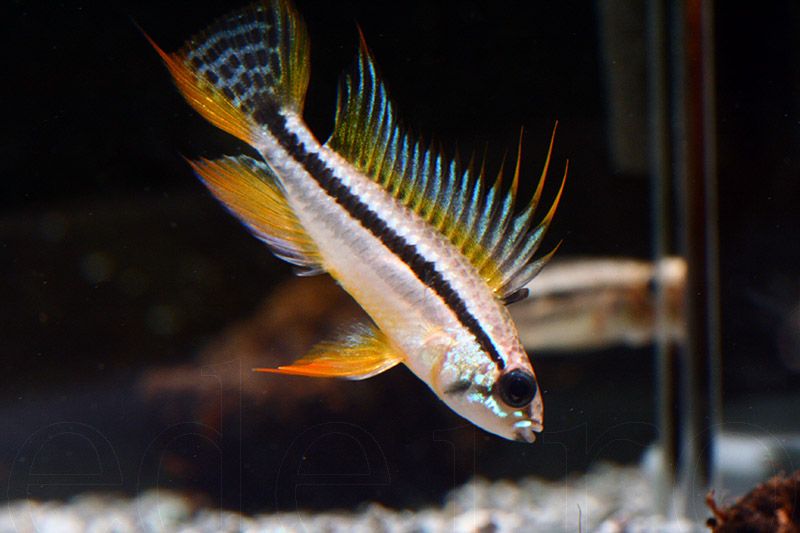 Apistogramma Shishita - Fishly