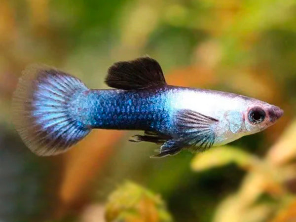 Blonde Panda Guppy Trio - Fishly