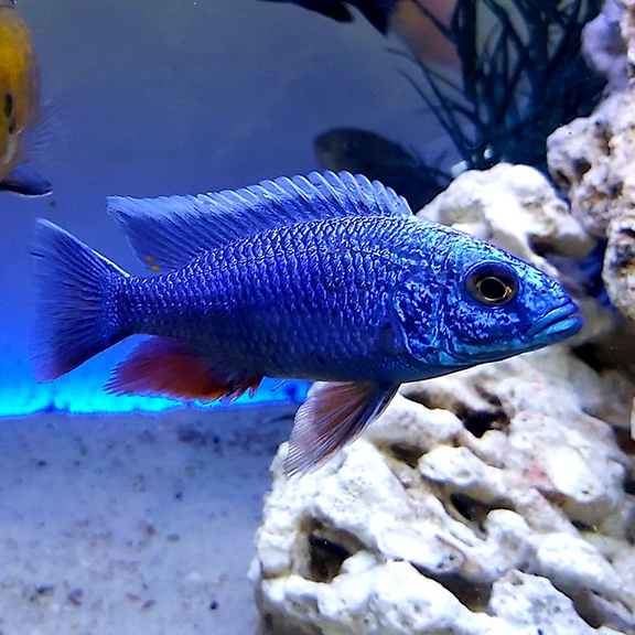 Electric Blue Fryeri Cichlid