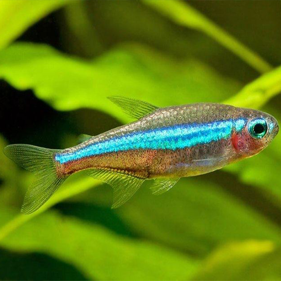 Green Neon Tetra - Fishly