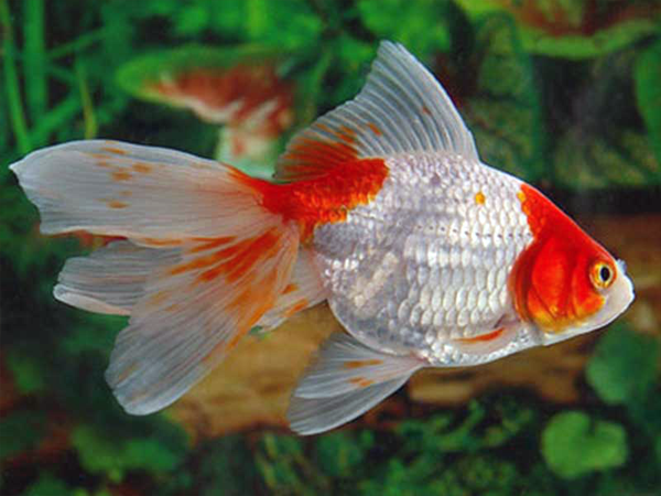 Red & White Fantail Goldfish - Fishly