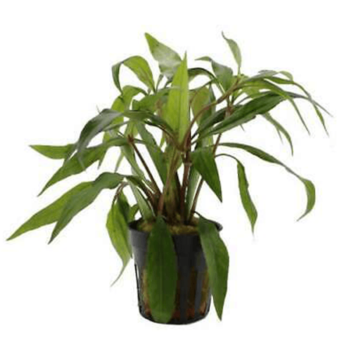 Live Aquarium Plants