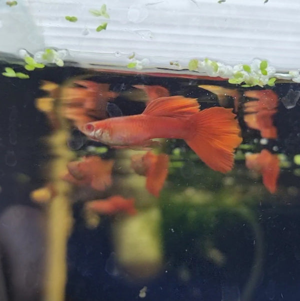 Full Red Albino Guppy Trio - Fishly