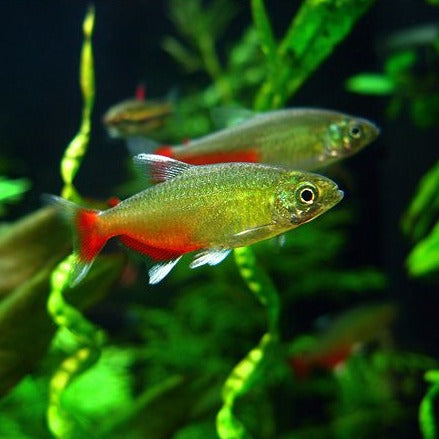 Green Fire Tetra - Fishly