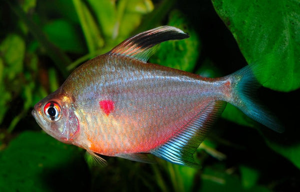 Bleeding Heart Tetra Large Wild Caught