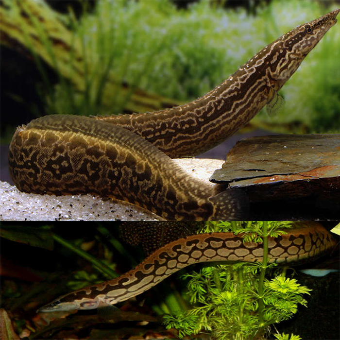 Tyre Track Eel